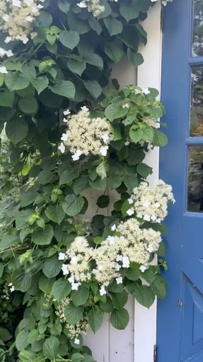 Climbing Hydrangea
