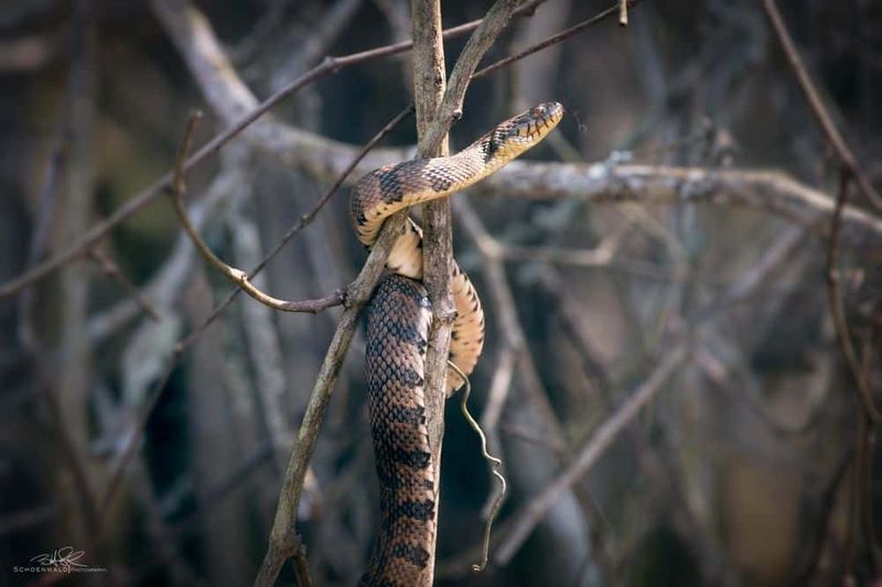 Tail Shape And Length