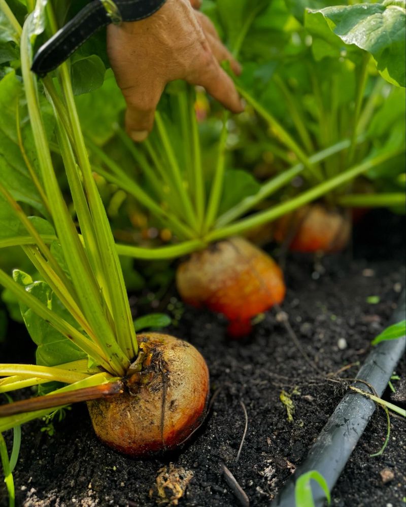 Beets
