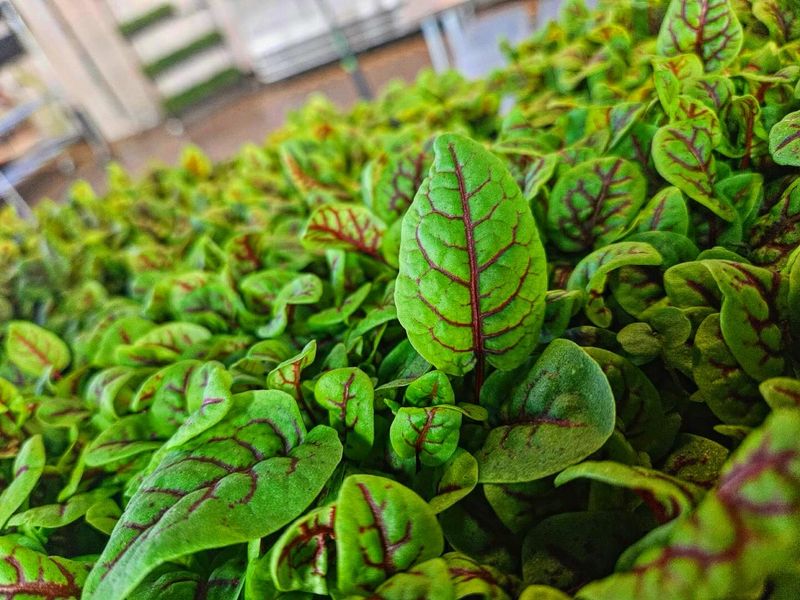 Sorrel