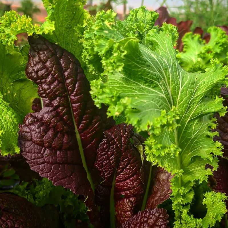 Mustard Greens