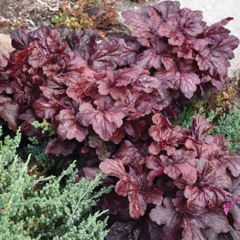 Foliage-Based Color Blocking With Heuchera