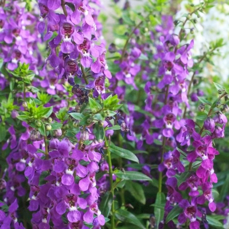 Elegant Angelonia