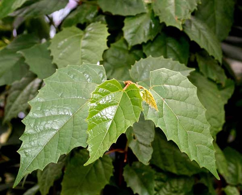 Kangaroo Vine