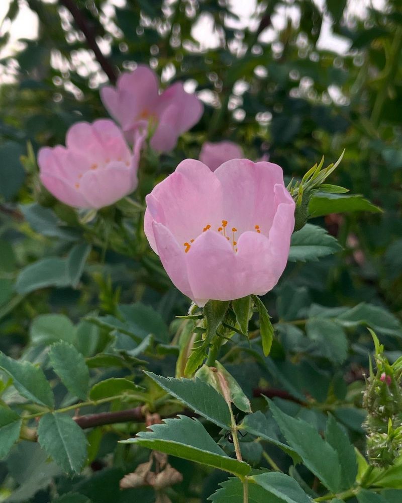 Nearly Wild Roses