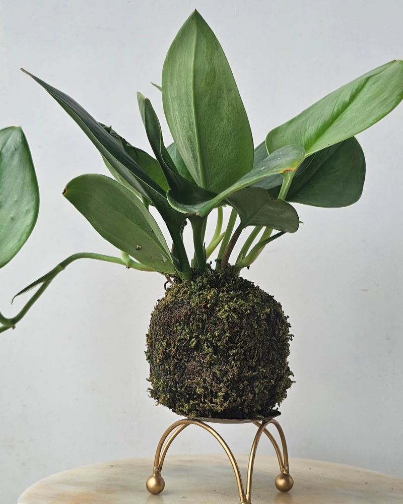 Kokedama String Gardens
