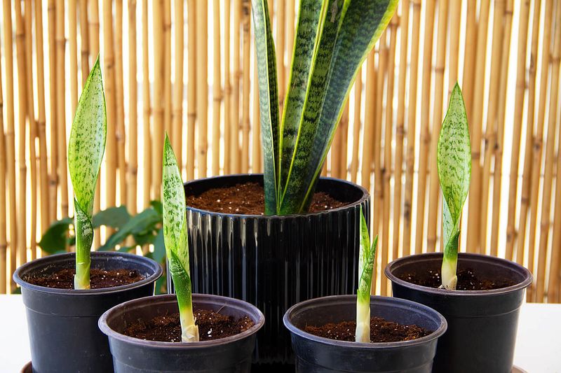 Repot Every 2-3 Years