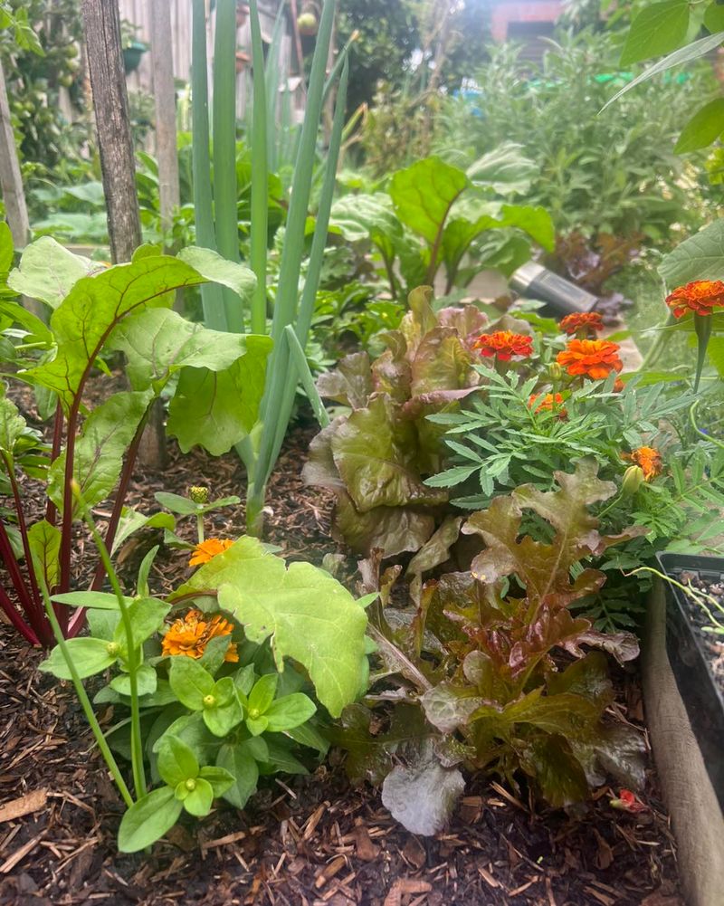 Enhances Companion Planting Diversity