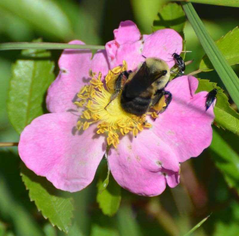 Attracts Beneficial Pollinators