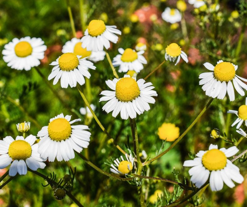 Chamomile