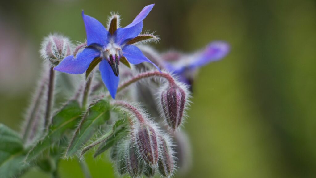 borage flower