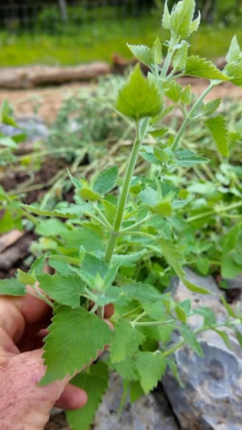 Catnip