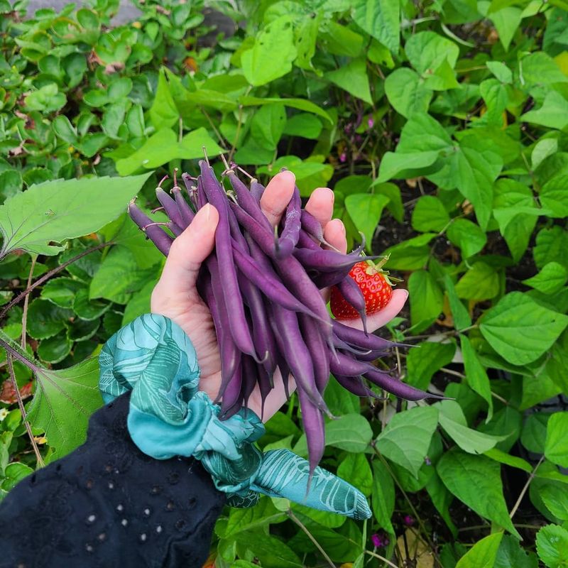 Bush Beans: Nitrogen-Fixing Friends