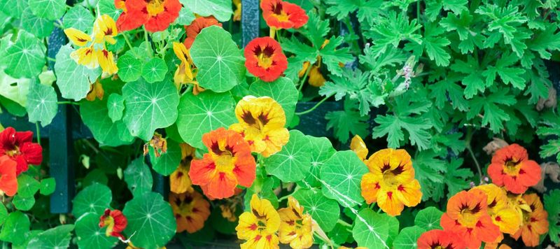 Nasturtiums