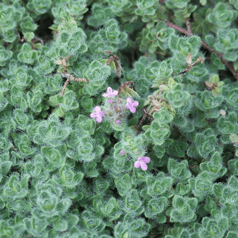 Woolly Thyme