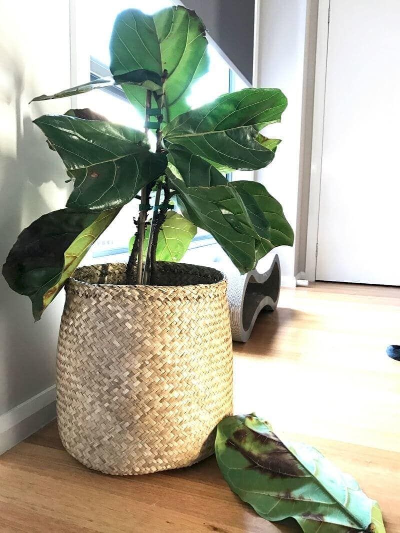 Fiddle Leaf Fig (Ficus lyrata)
