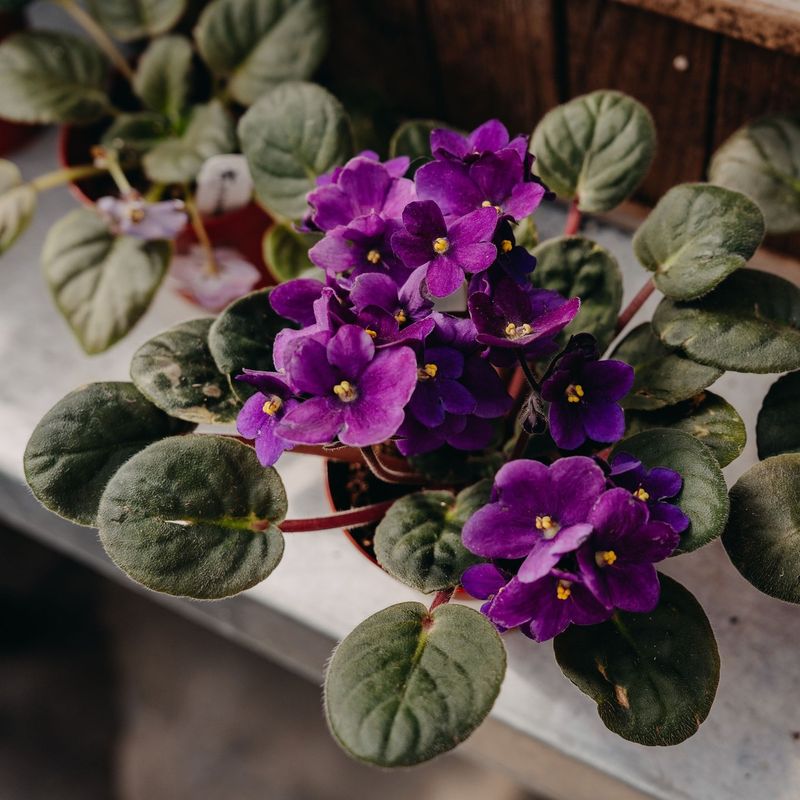 African Violet
