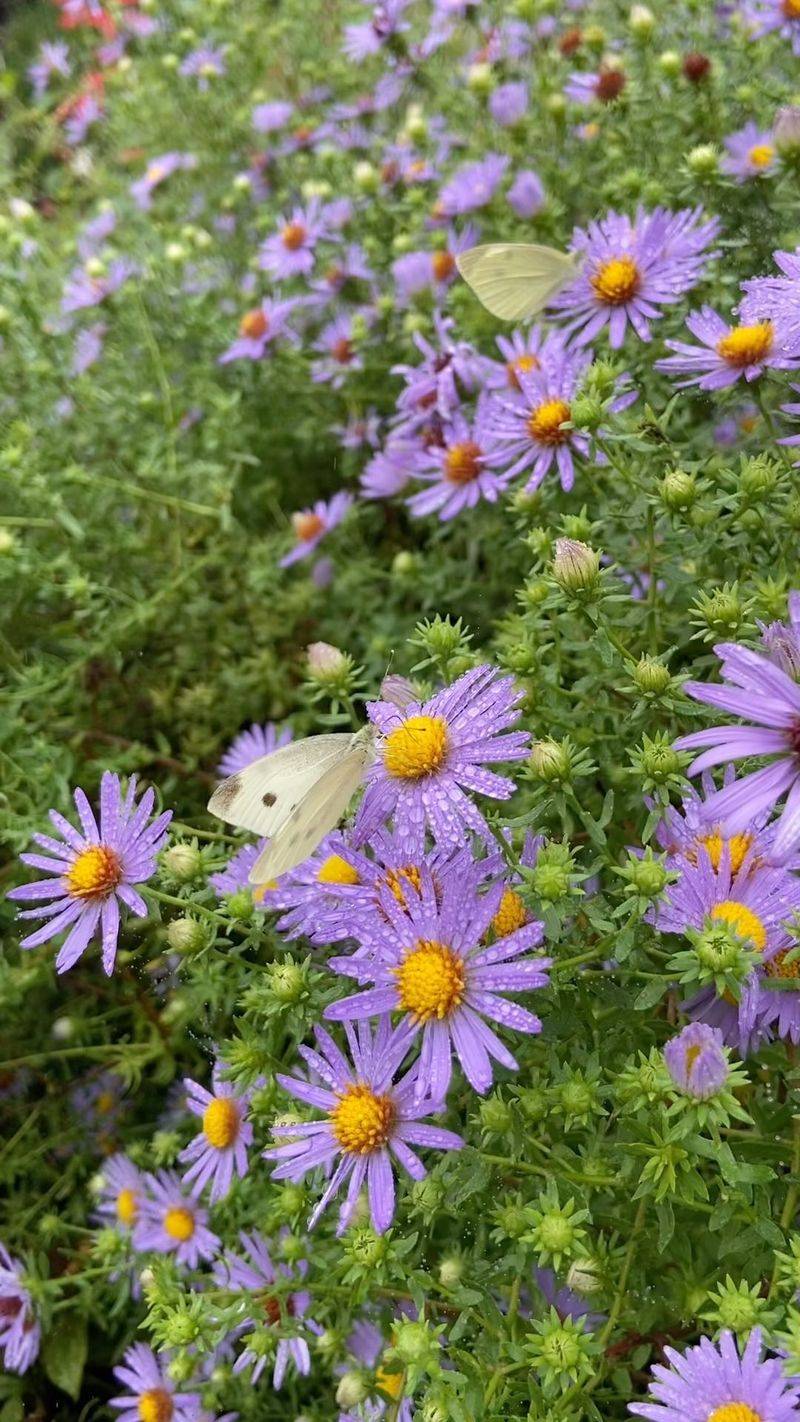 Aromatic Aster: The Butterfly Magnet