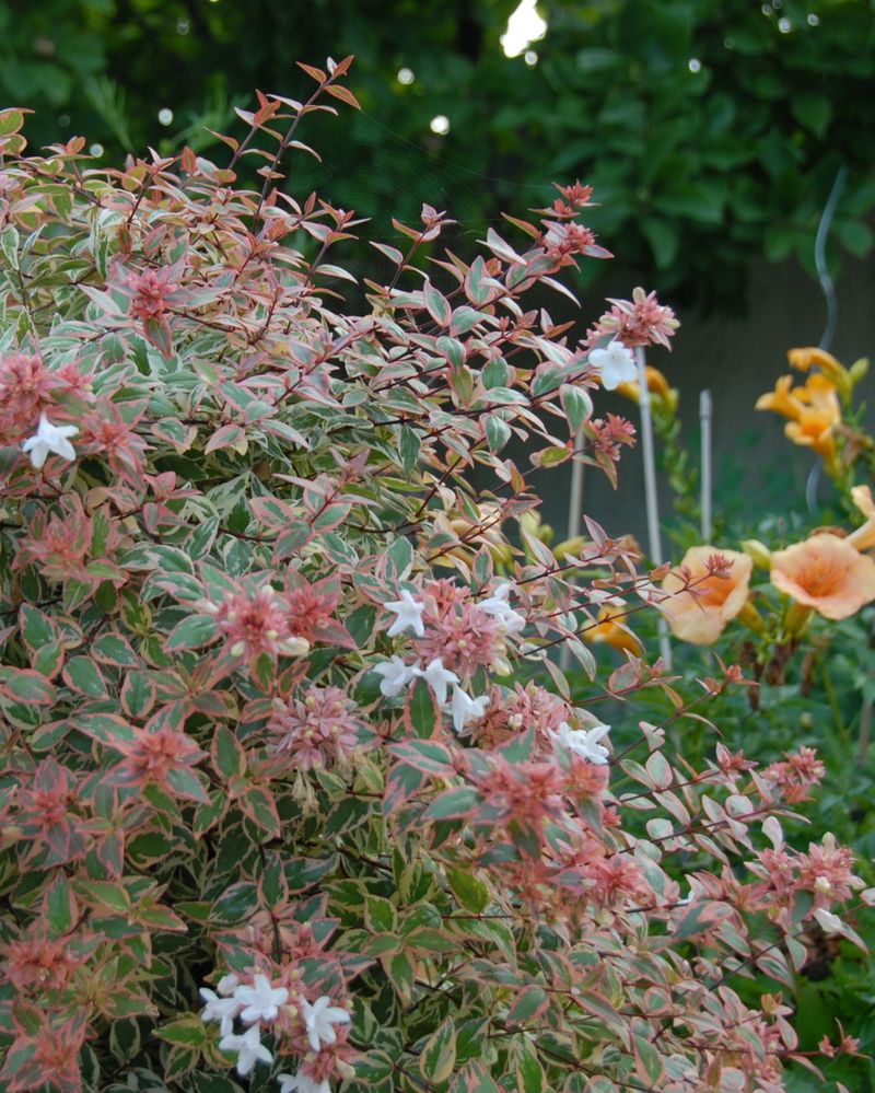 Abelia