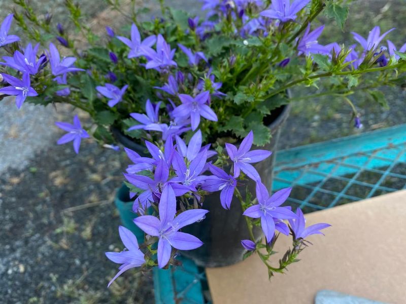 Trailing Bellflower