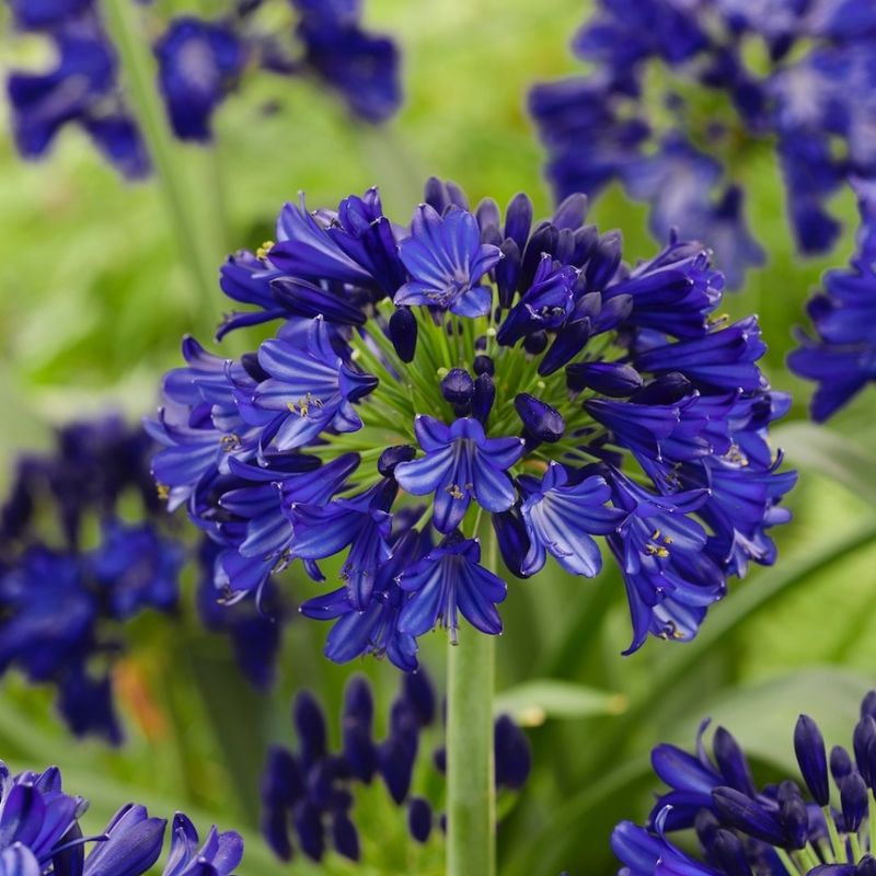 Agapanthus