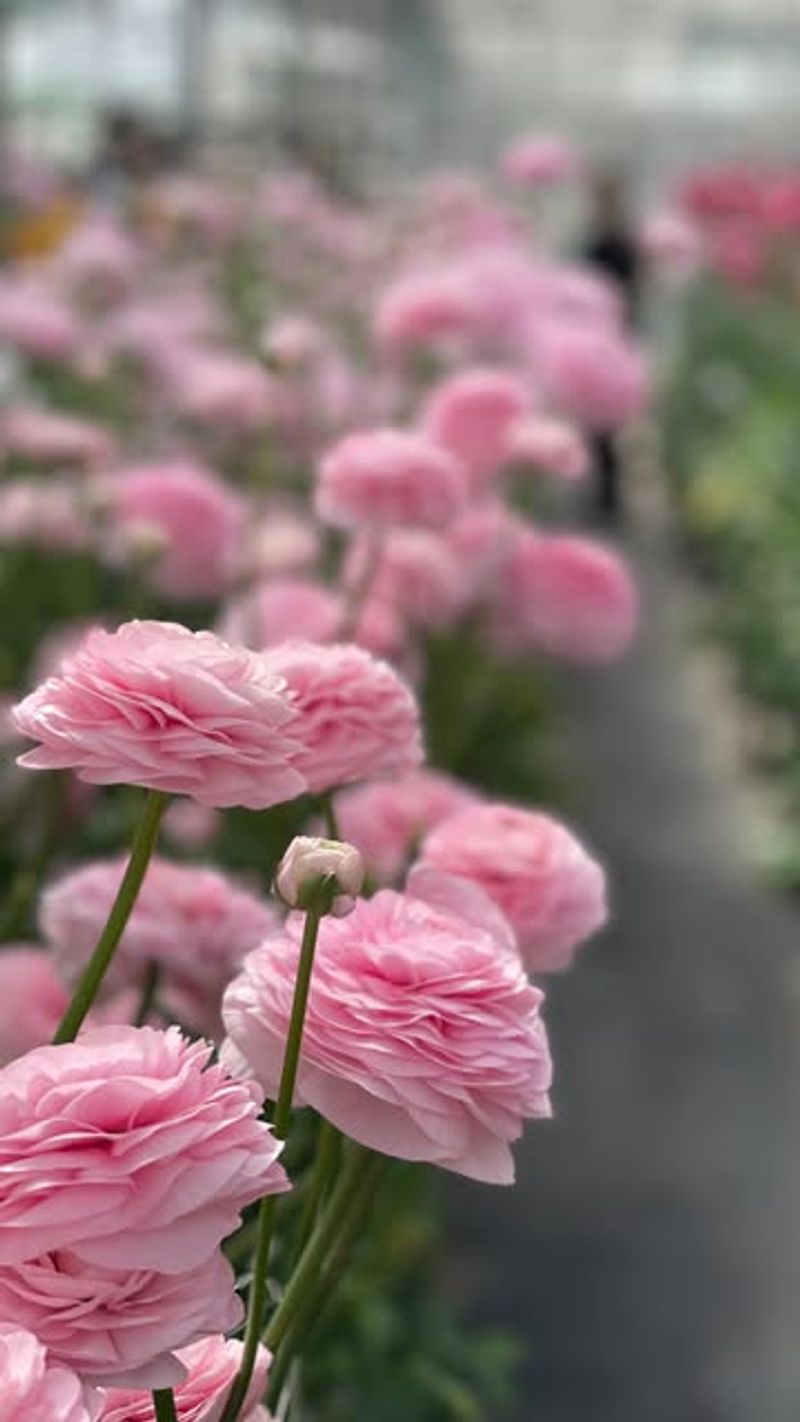 Ranunculus