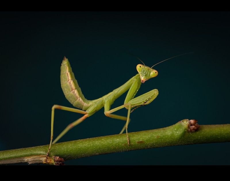 Praying Mantis