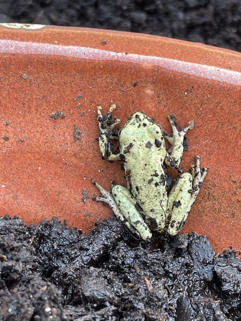 Tree Frogs: Nighttime Chorus Members