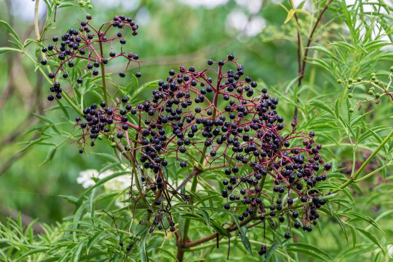 Elderberry's Toxic Surprise