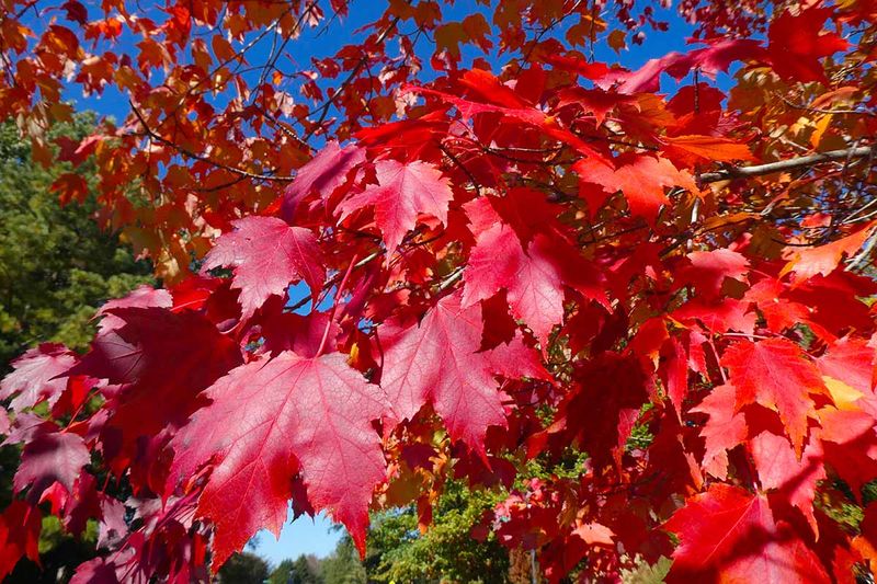 Red Maple