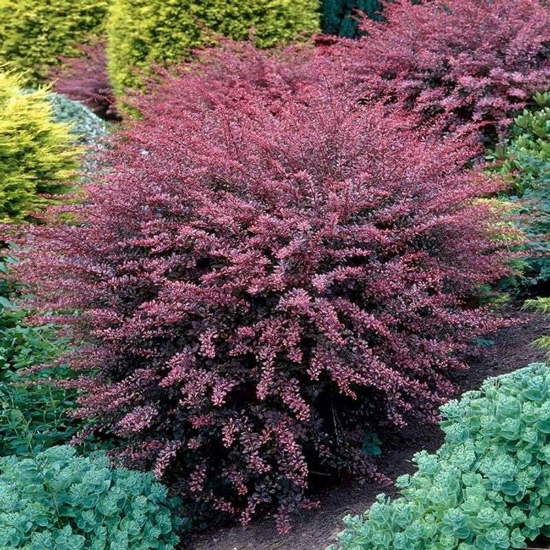 Japanese Barberry: The pH Disruptor