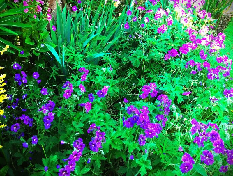 Geranium (Cranesbill): Colorful Groundcover