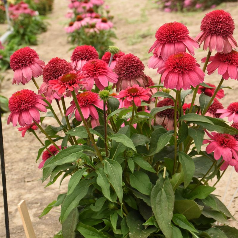 Heavily-Bred Coneflowers