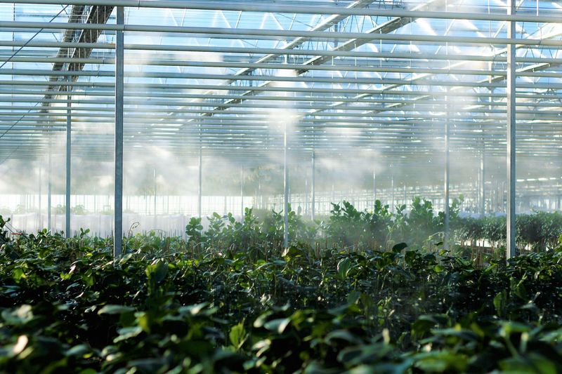 Greenhouse Humidity Systems vs. Gravel Trays