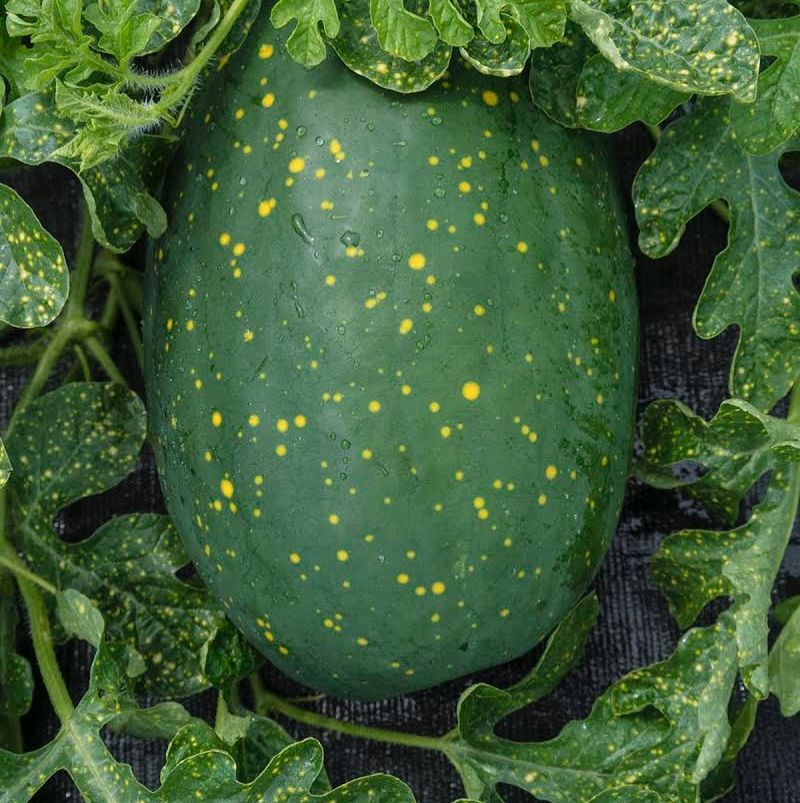 Moon and Stars Watermelon