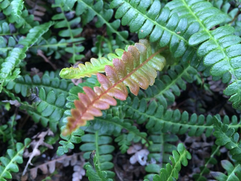 Alpine Water Fern