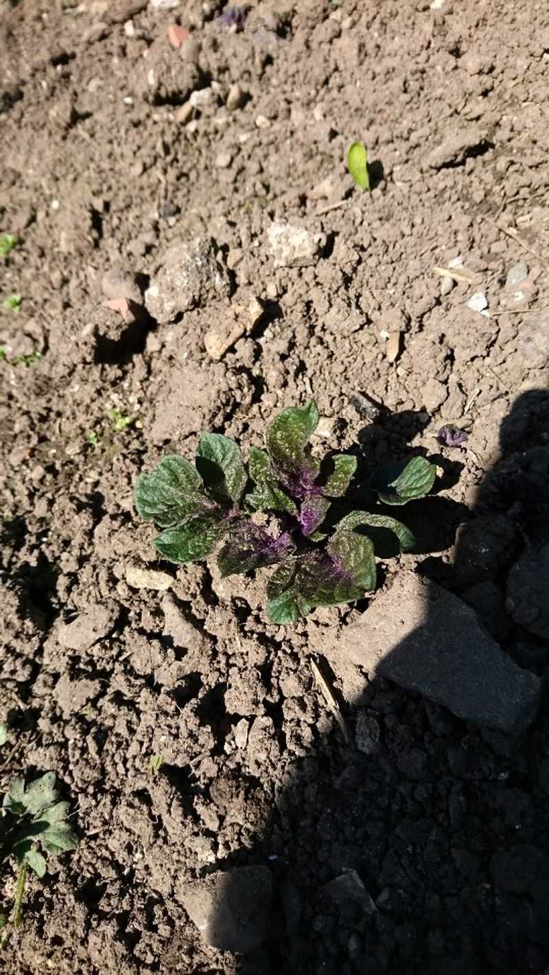 Potatoes