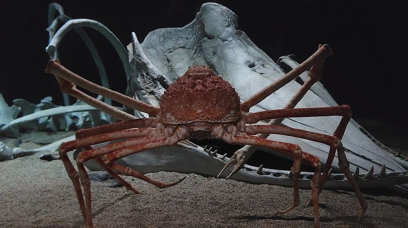 Japan's Japanese Spider Crab: The Deep Sea Giant