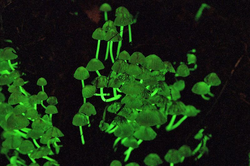 New Zealand's Glowing Mushroom Forest