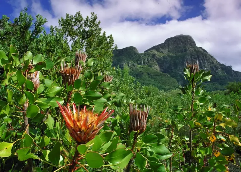 South African Fynbos Gardens - Endemic Wonders
