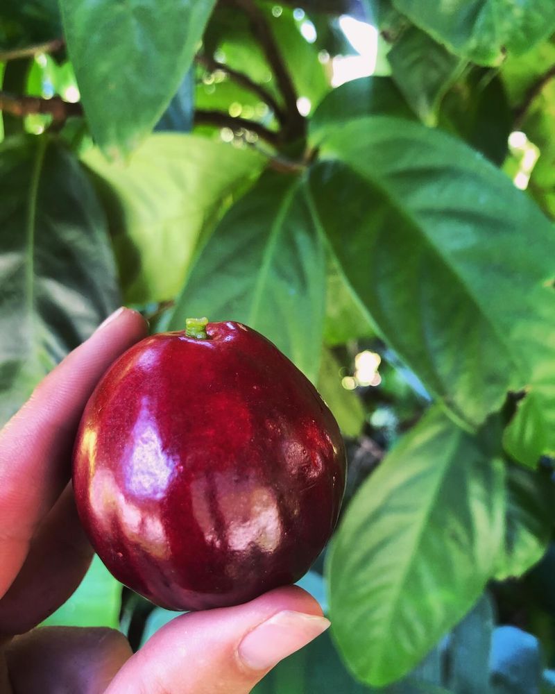 Mountain Apple (Ohia Ai)