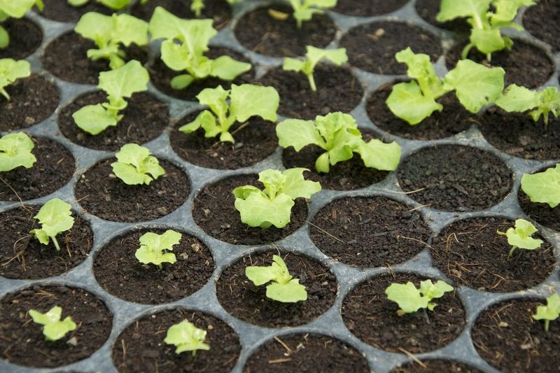 Reduces Fungal Disease Risk