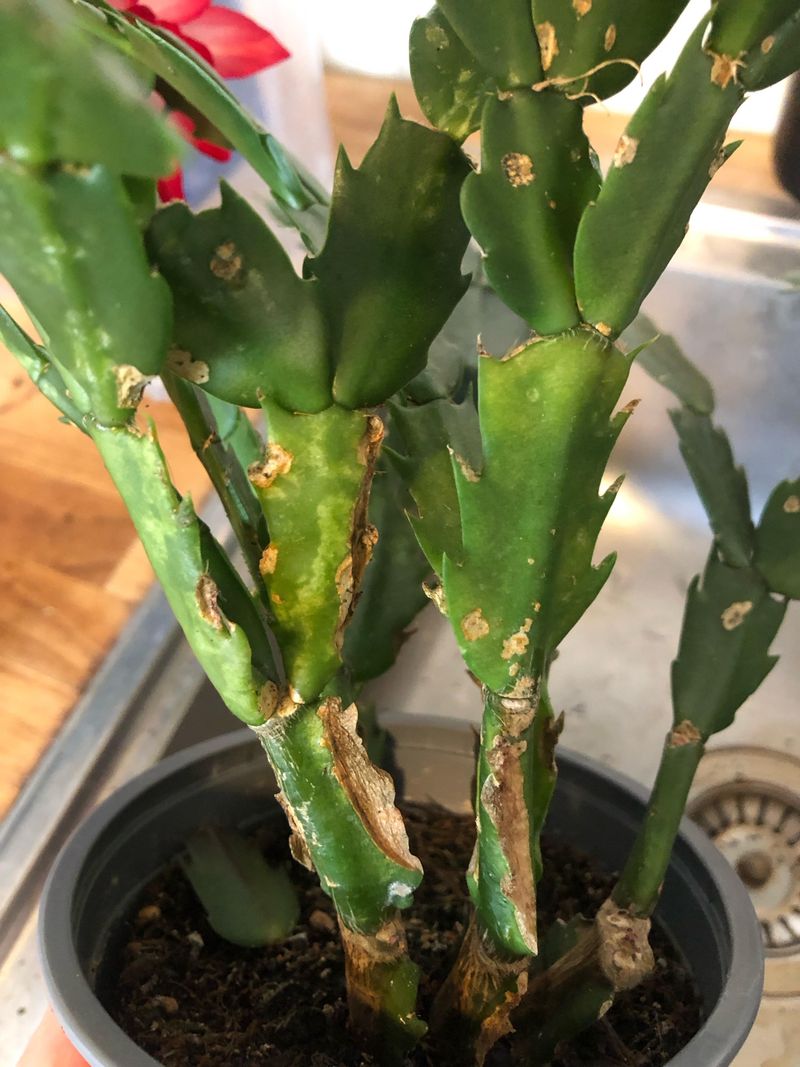 Skipping The Pest Inspection