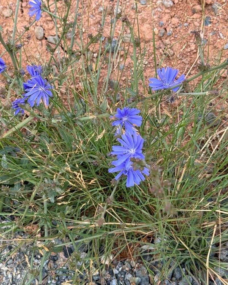 Chicory: Blue-Flowered Coffee Alternative