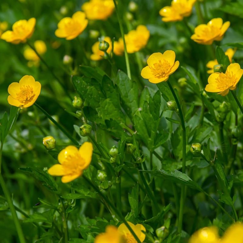 Buttercups Signal Wet, Compacted Soil