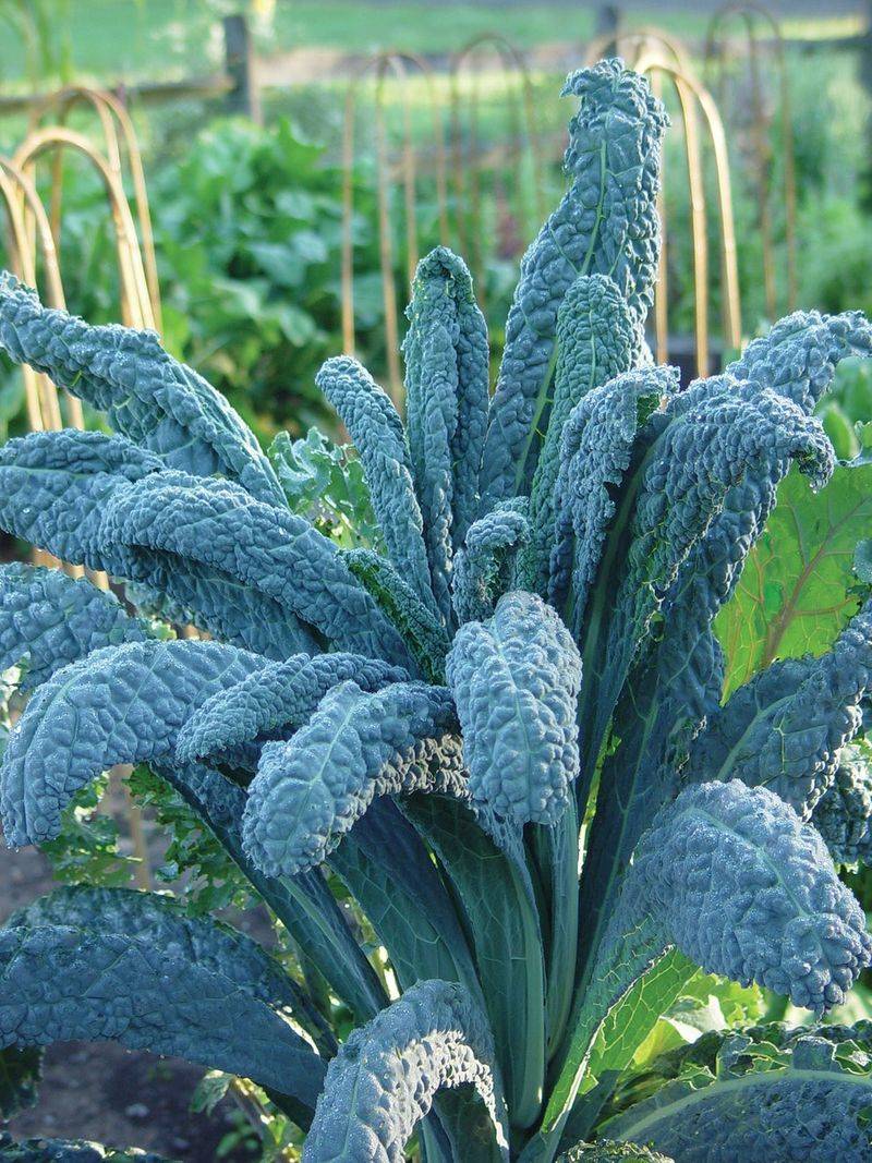 Lacinato Kale