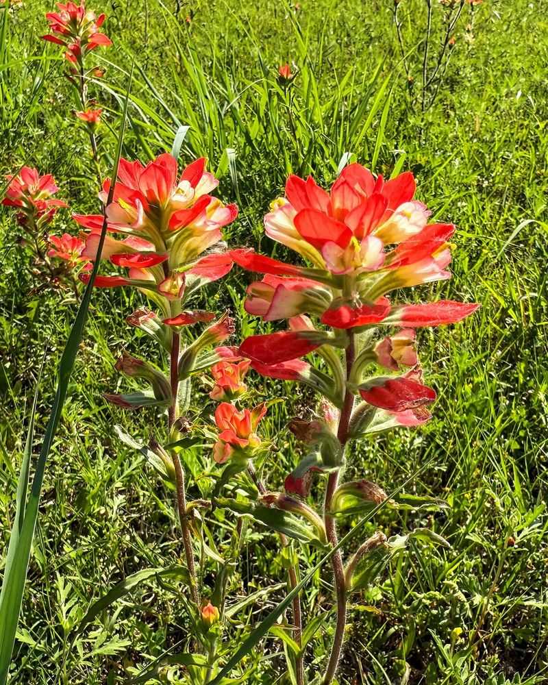Indian Paintbrush