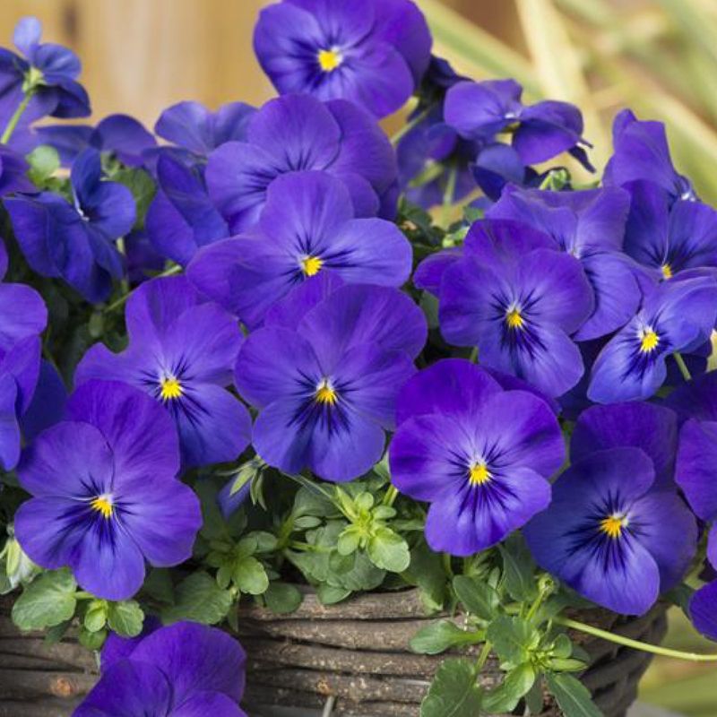 Pansy
