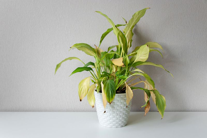 Drooping Leaves Signaling Thirst