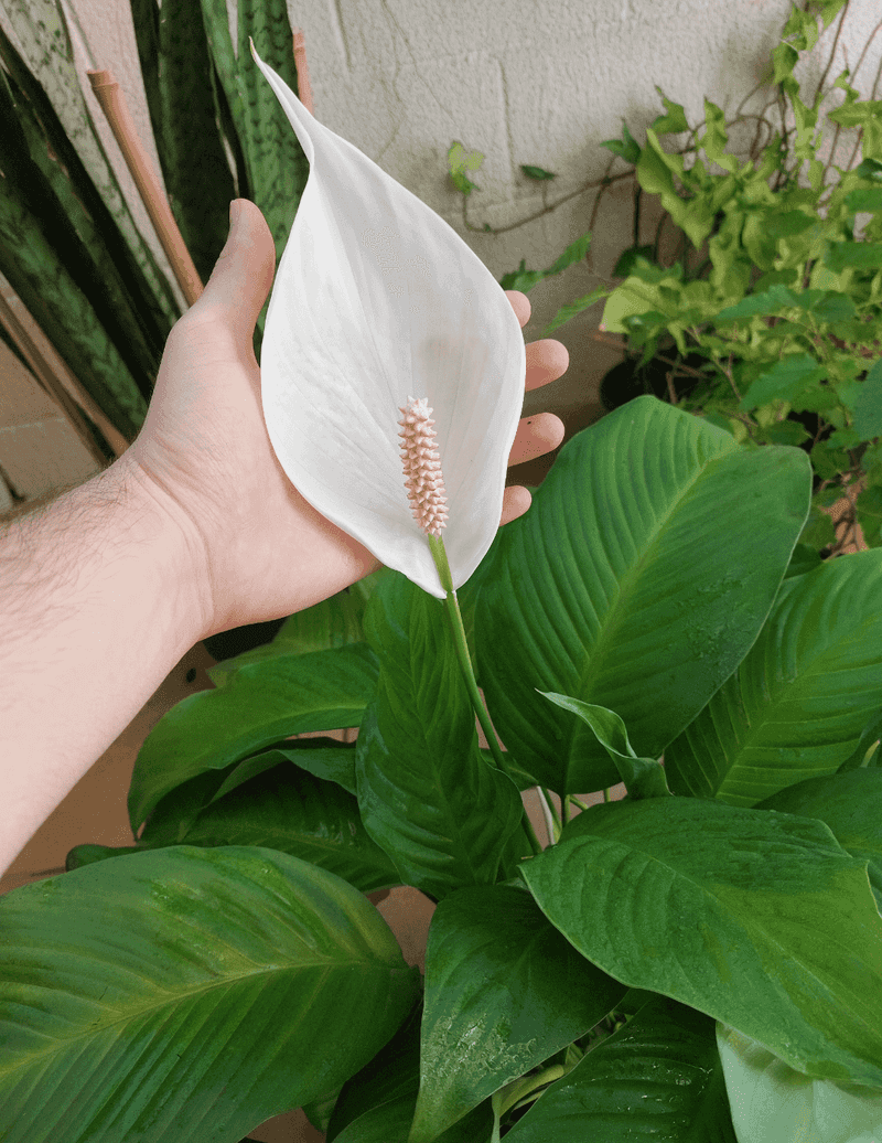 Stunted Growth